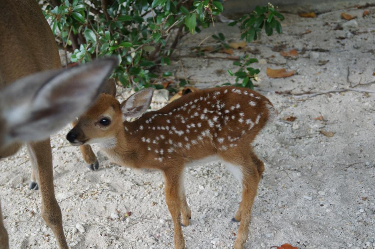 Deer Run On The Atlantic Bed & Breakfast Big Pine Key Bagian luar foto